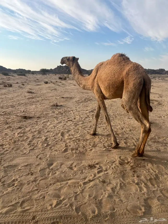 بكره كفؤ تماميه 5