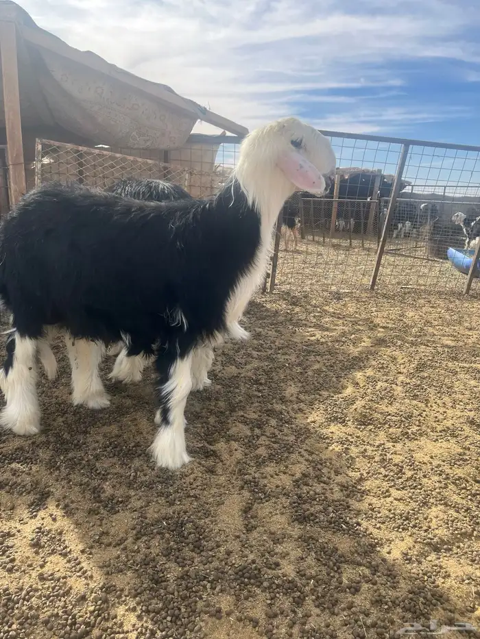 فحول نجد صنف الصنف 9