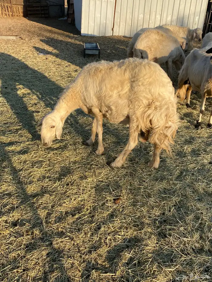 ضان صفر 20 بالفحل 2متابيع تحتها 3 والباقيه دفيع باذان الله 0