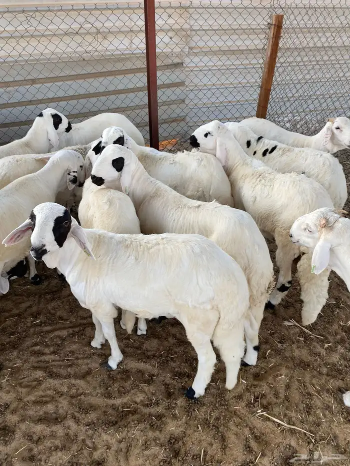 سواكن مرابي خمس شهور على وذره صفرا فاخر 4