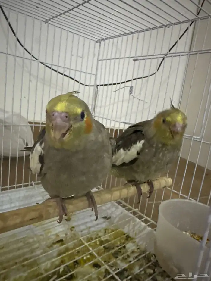 طيور كروان أليفة جدا العمر ما يقارب شهر ونص إلى شهرين 2