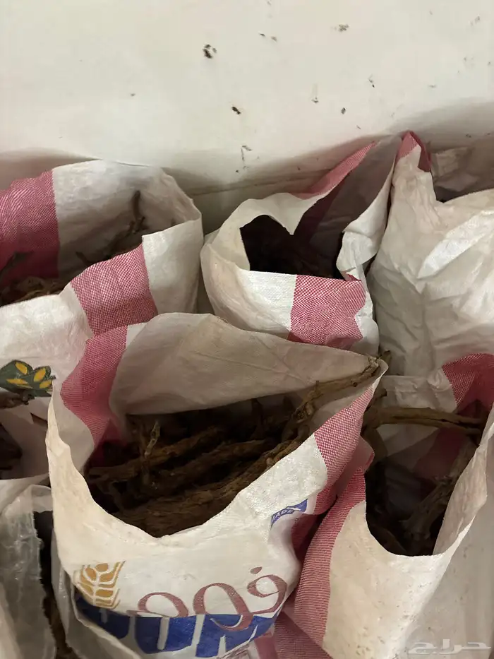 حطب  أورطة 1