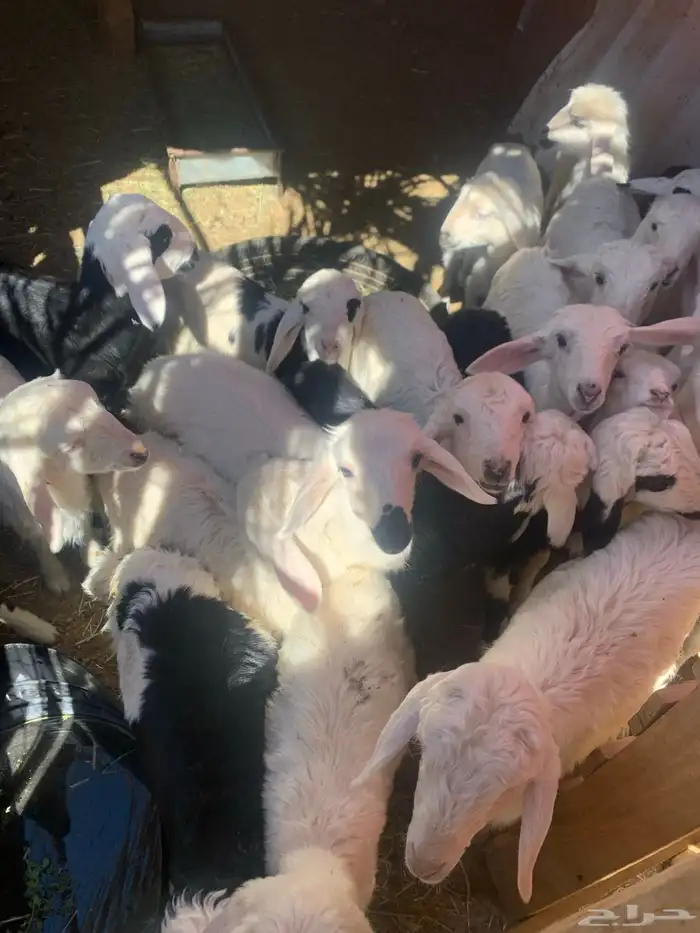 ضان اباكير متابيع 3