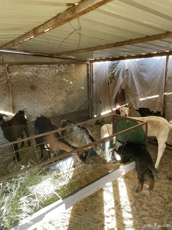 معزا دفيع وولد 0