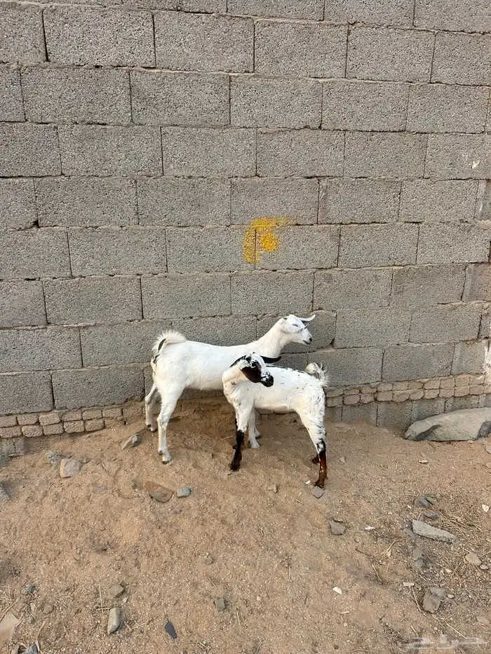 جفار حليب . 4