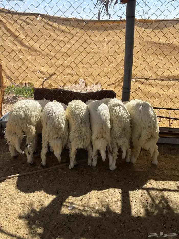 6خرفان سمينه ونظيفه مشروطه من اي عذروب 5