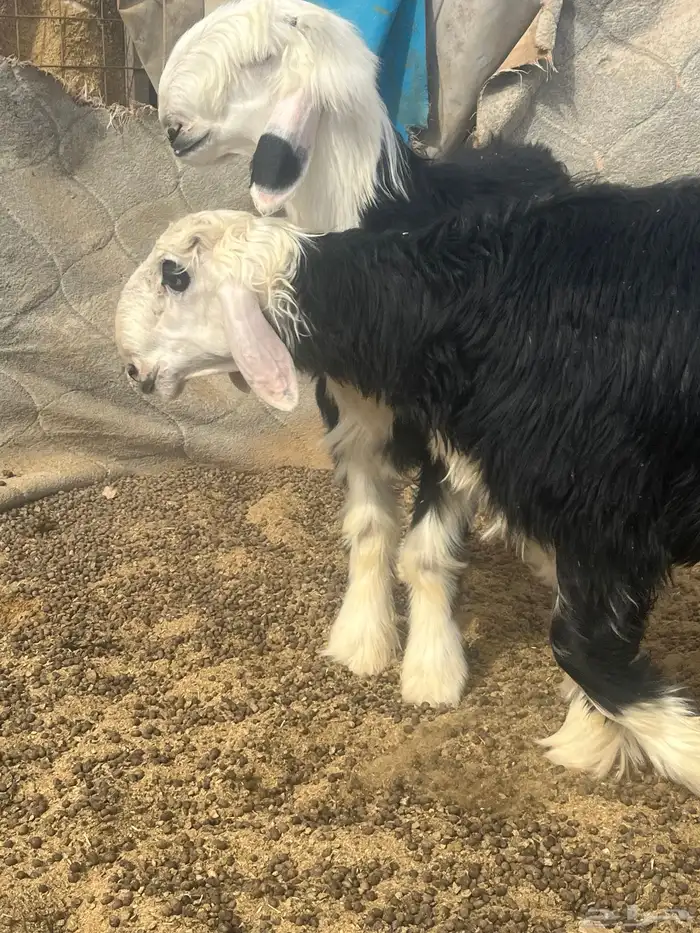 فحول نجد صنف الصنف 19