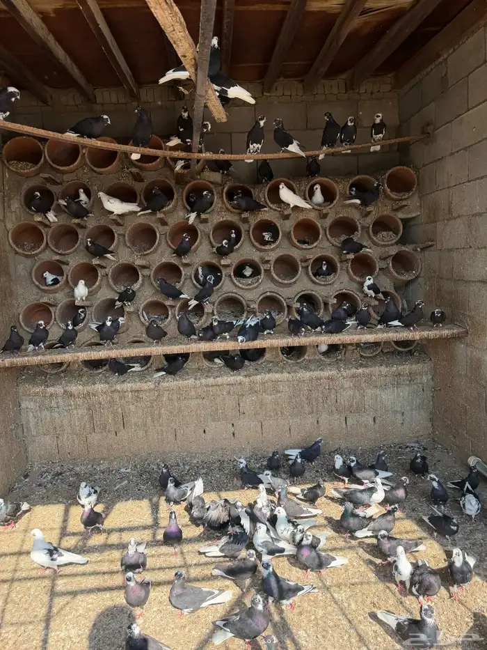 حمام قطيفي 5