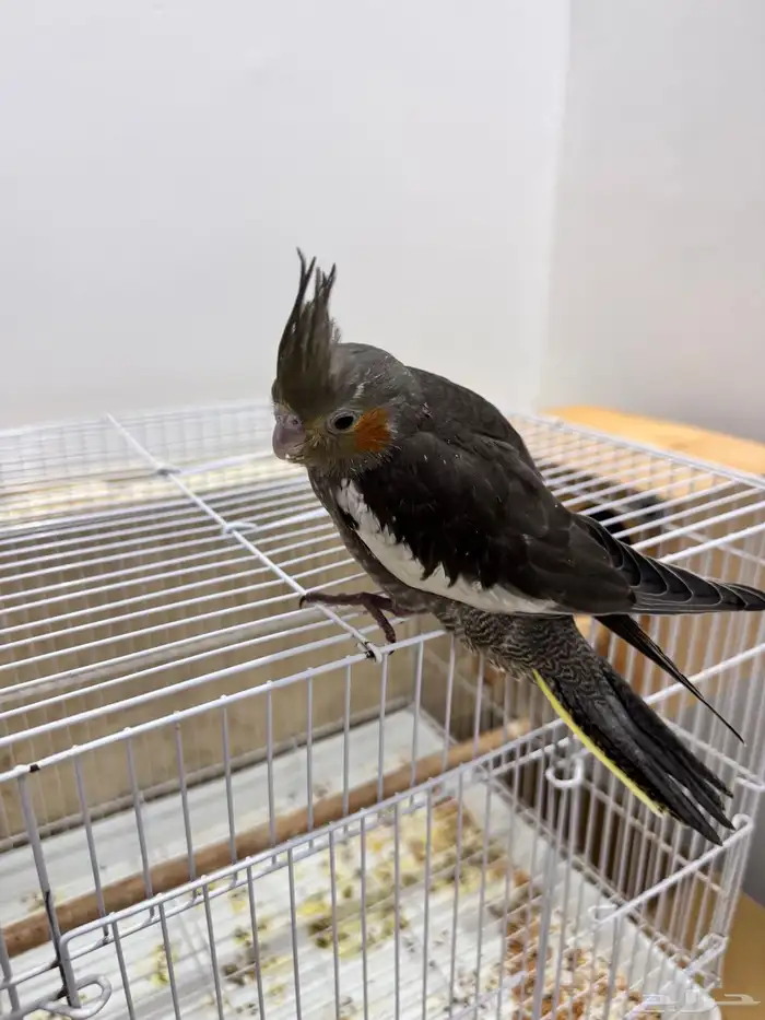 طيور الكروان 1