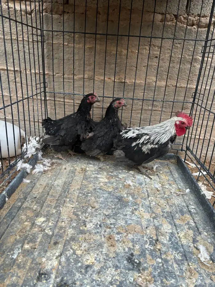 دجاج جابنيز قزمي 2