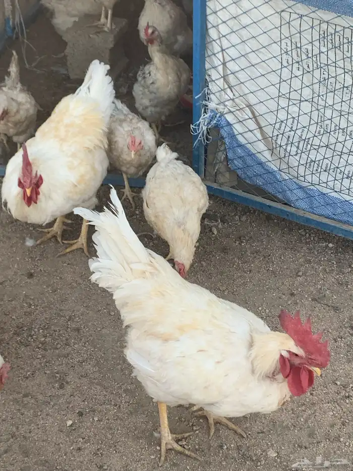 دجاج لوهمان 3