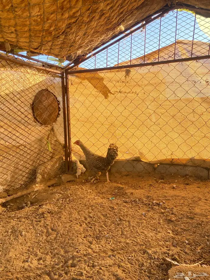 دجاجه بلديه مفرخه رقشا 5