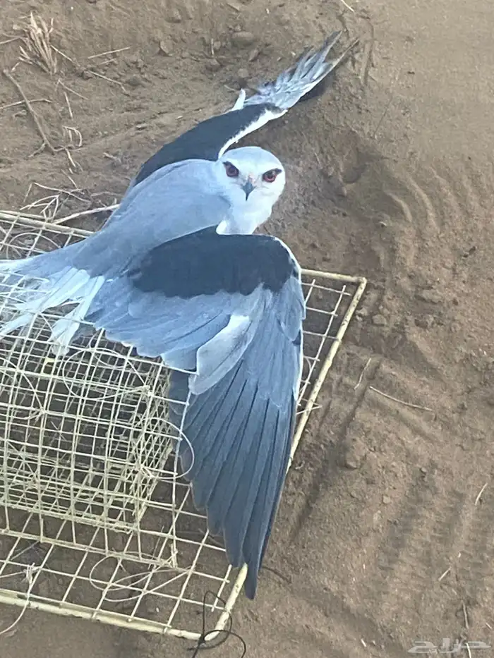 صقور باز وشبوط 1