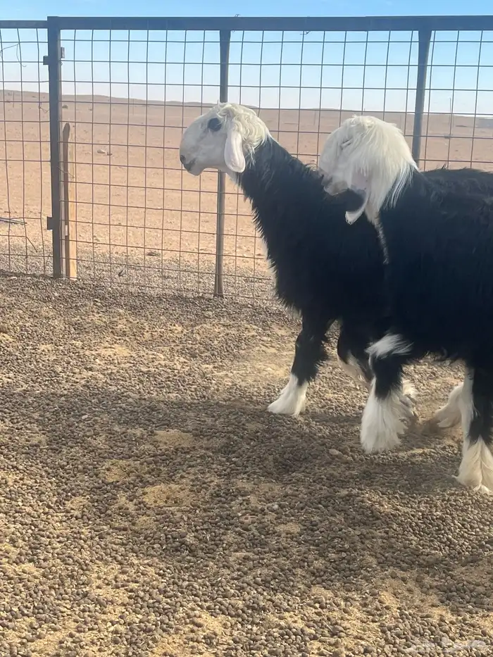 فحول نجد صنف الصنف 0