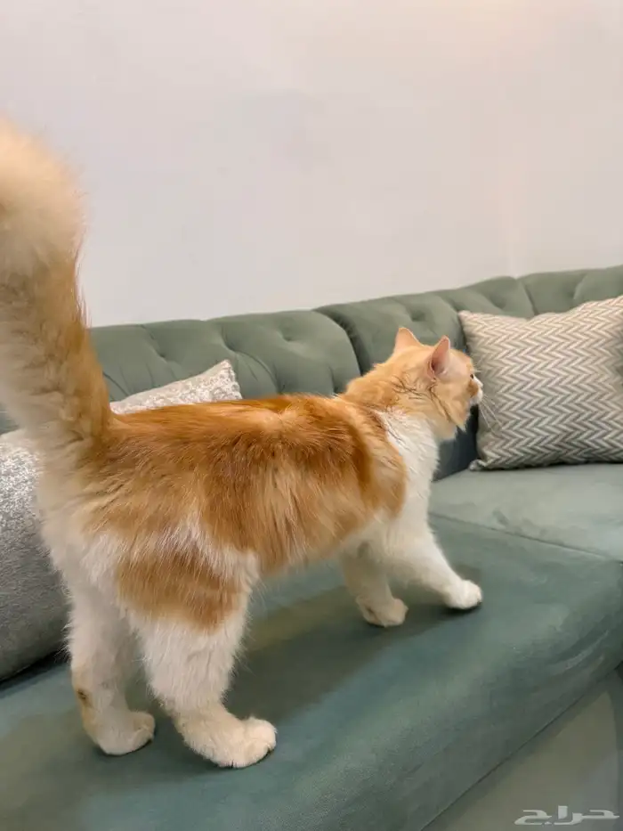 قطط للتبني جدة 7