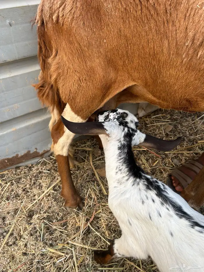 جفار حليب . 2