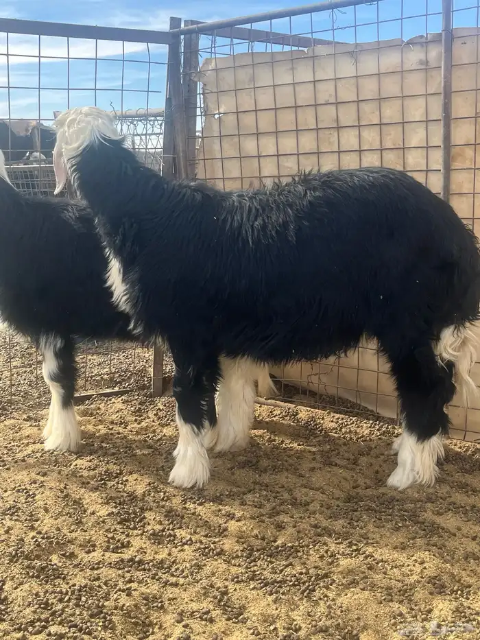 فحول نجد صنف الصنف 17