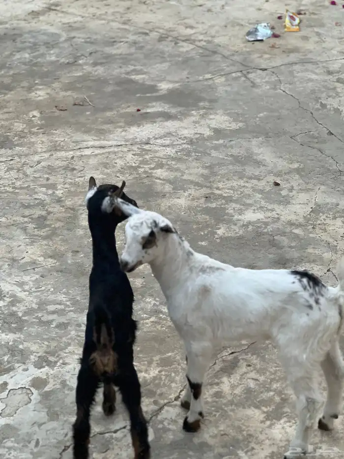 اثنين تيوس تعيش من ماعز وضان وسليمة من اي شي 5