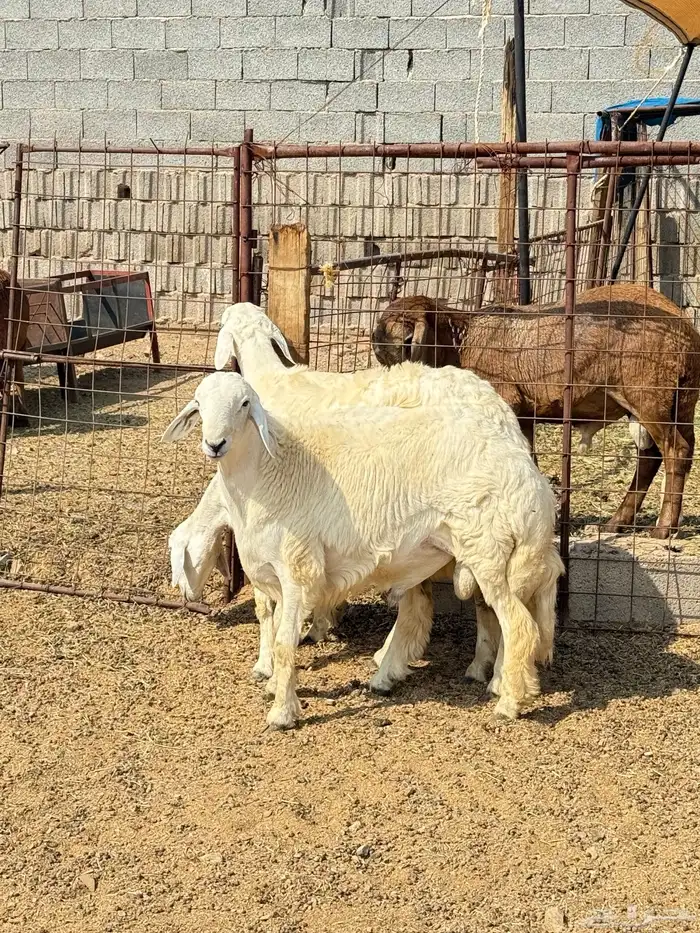 طليان وتيوس مخاصي و سواكن ذبائح للبيع كاش وتمارا مع الذبح و 1