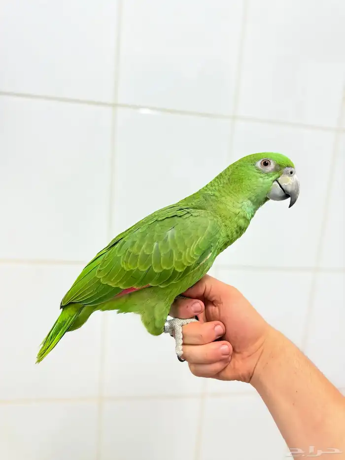 فرخ يلوناب بيور اليف ولعوب وهدد 4