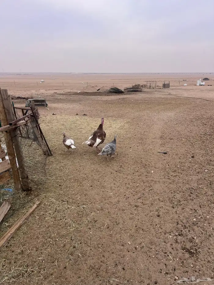 للبيع دجاج وديك رومي 3