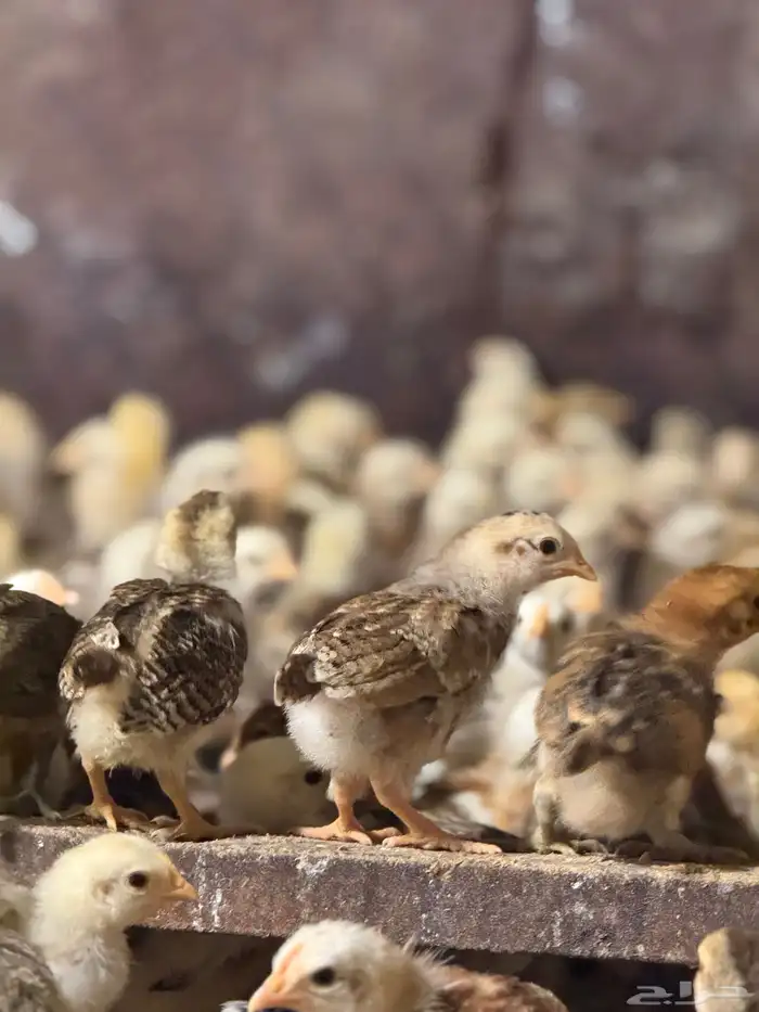 صوص بلدي توب 1