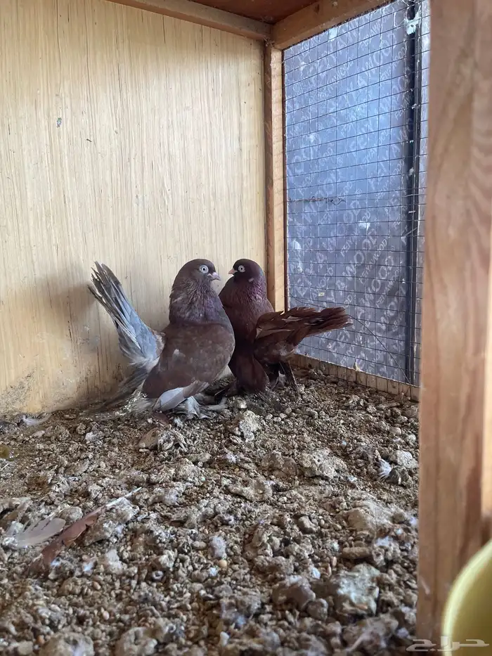 حمام جوز جاوا منتج بعياله 0