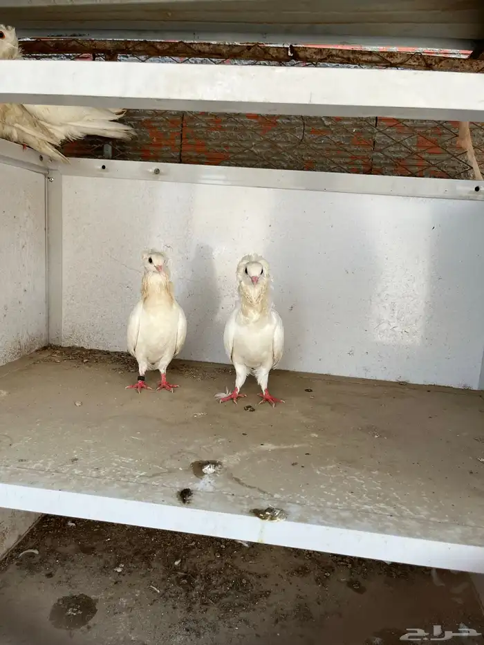 حمام بلجيكي وهندي رقاص 0