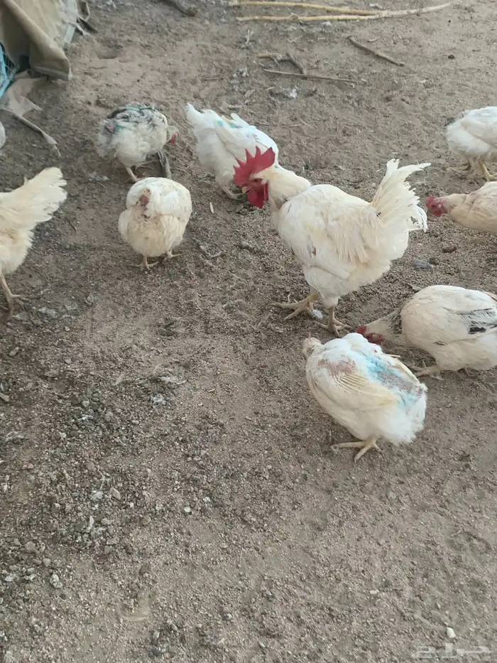 دجاج لوهمان 2