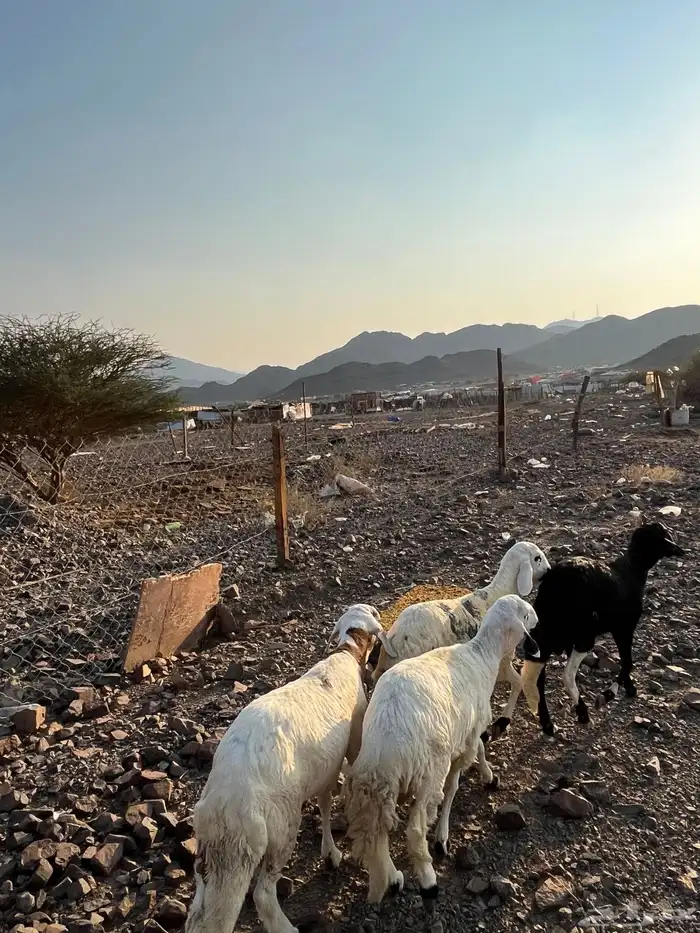 سواكني مرابي 3