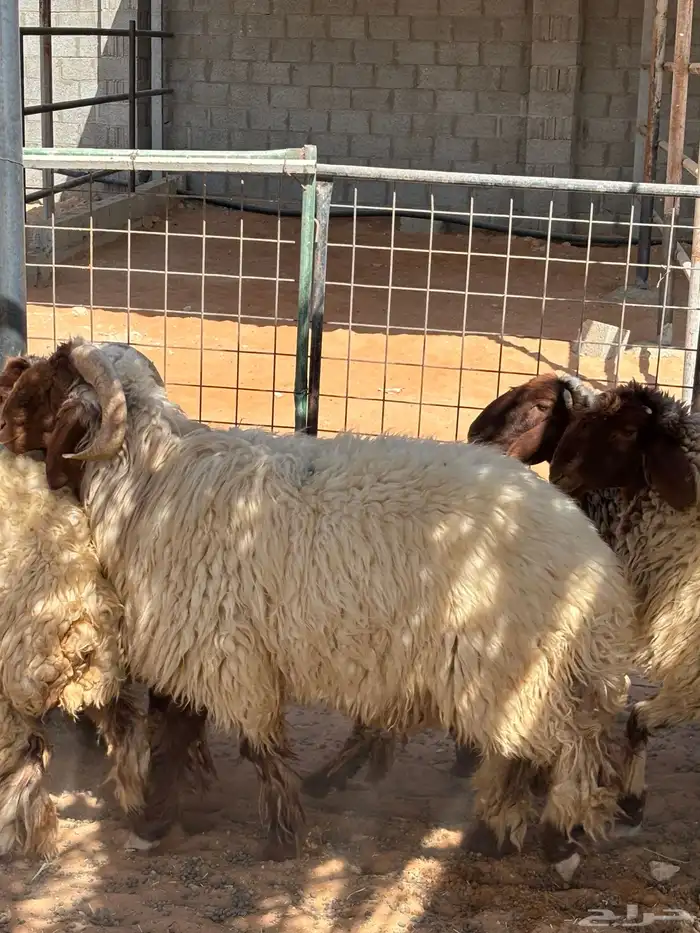 نعيم مقاني 3