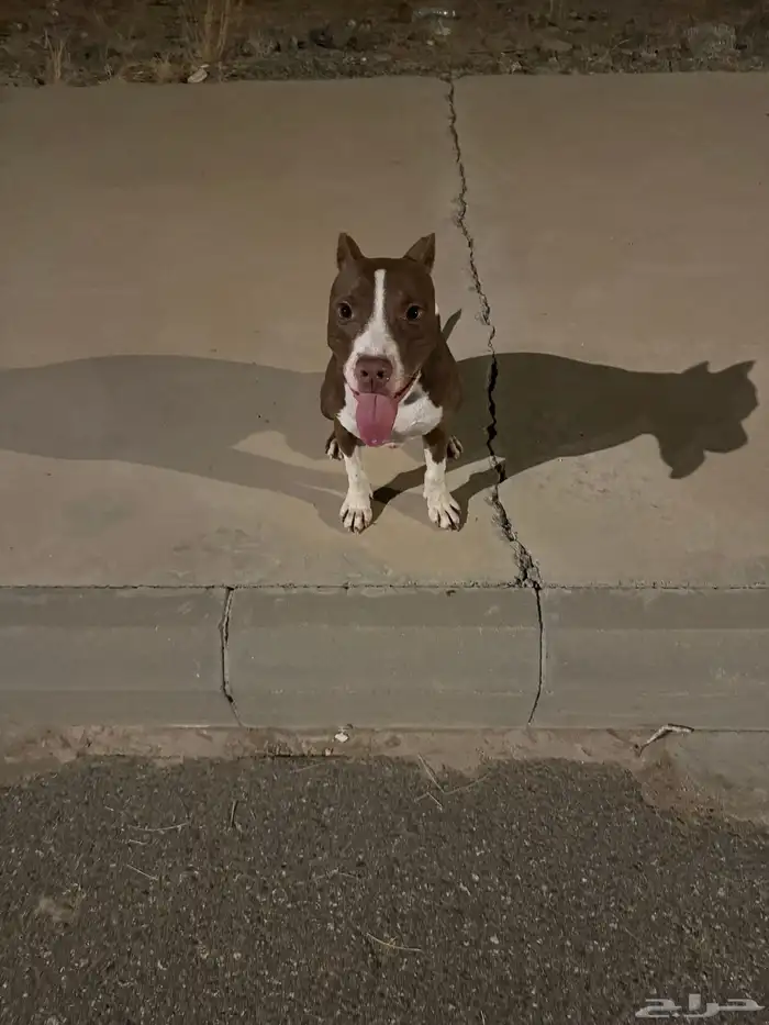 بيتبول صغير بسعر مميز 0