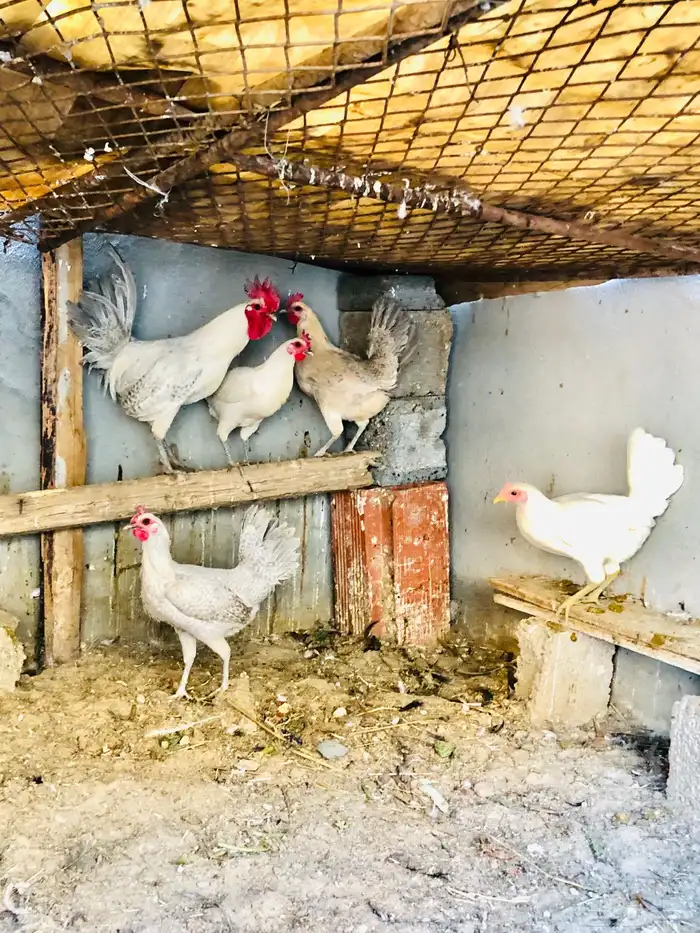 اعرض لكم دجاج فيومي الامنيم 2