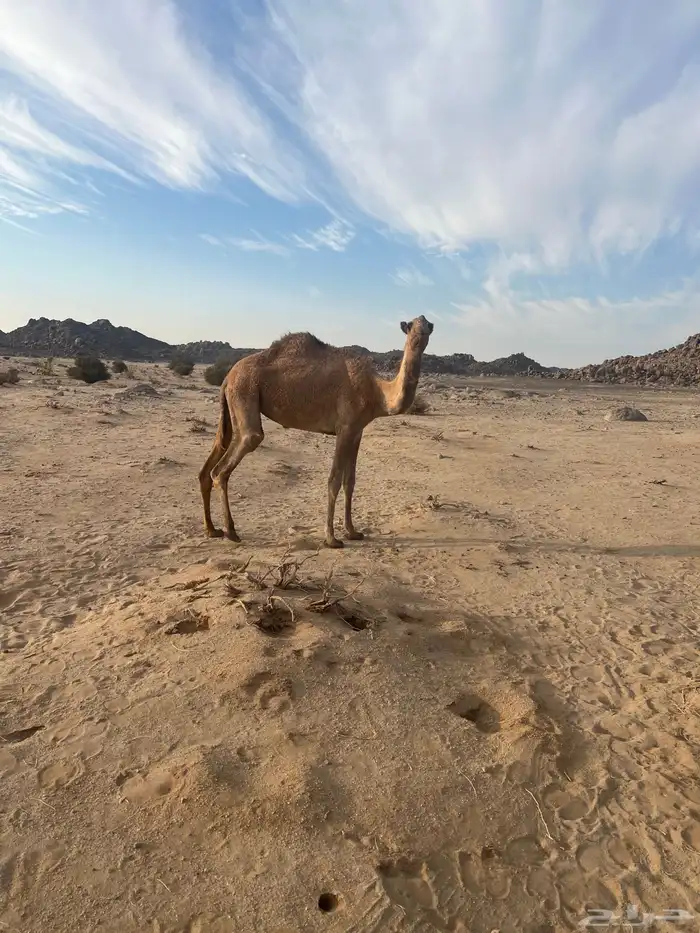 بكره كفؤ تماميه 0