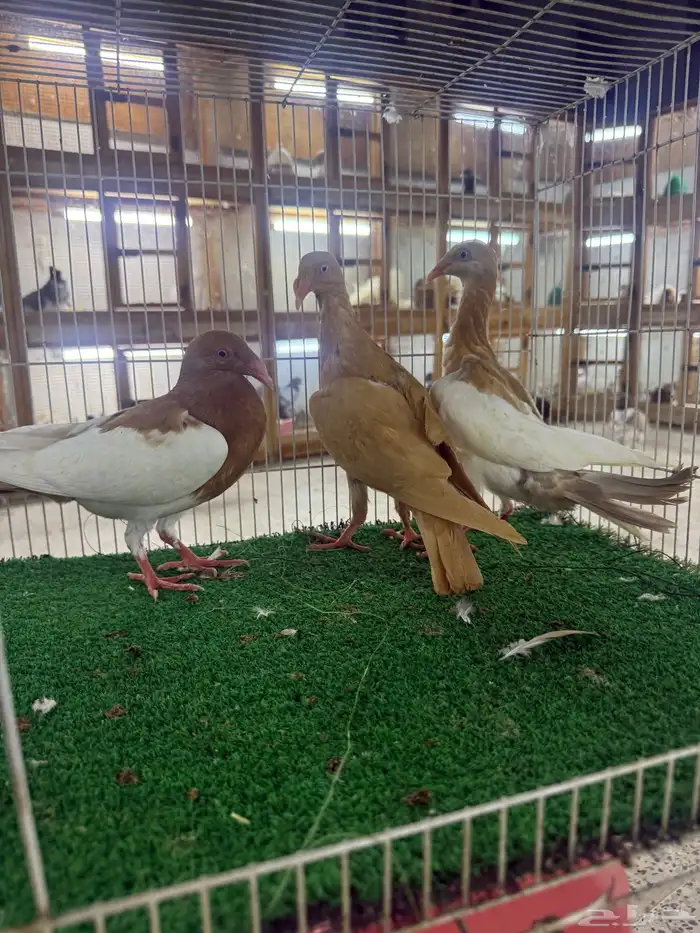 حمام زينه 10