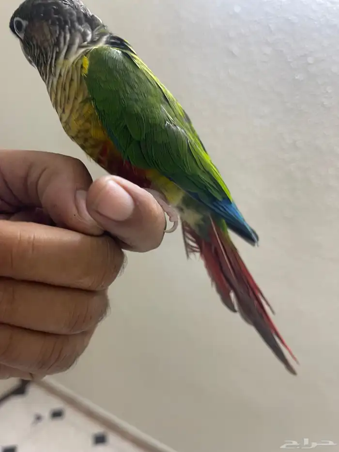 كنيور أنثى اليف هدد داخلي 7