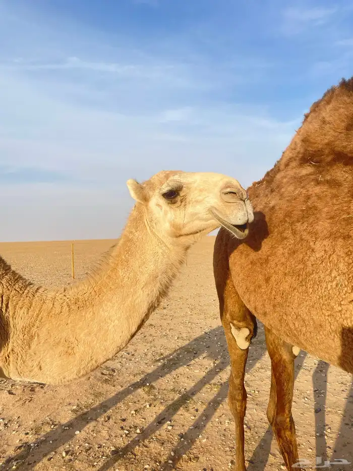 بكره طلعه من مفروده دخله حقه 0