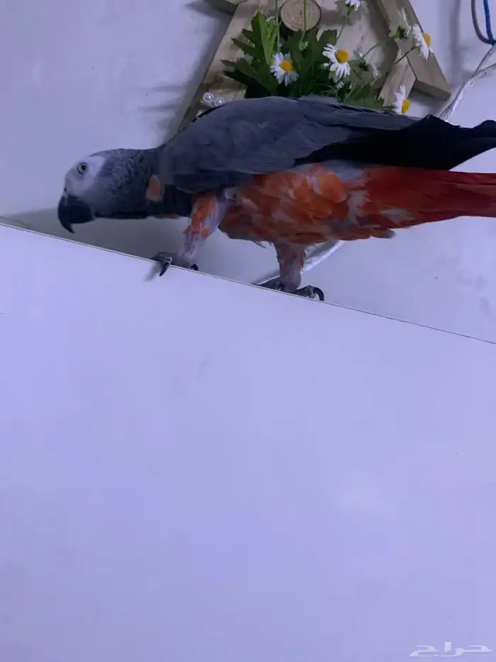 لبيع طير كاسكو 3