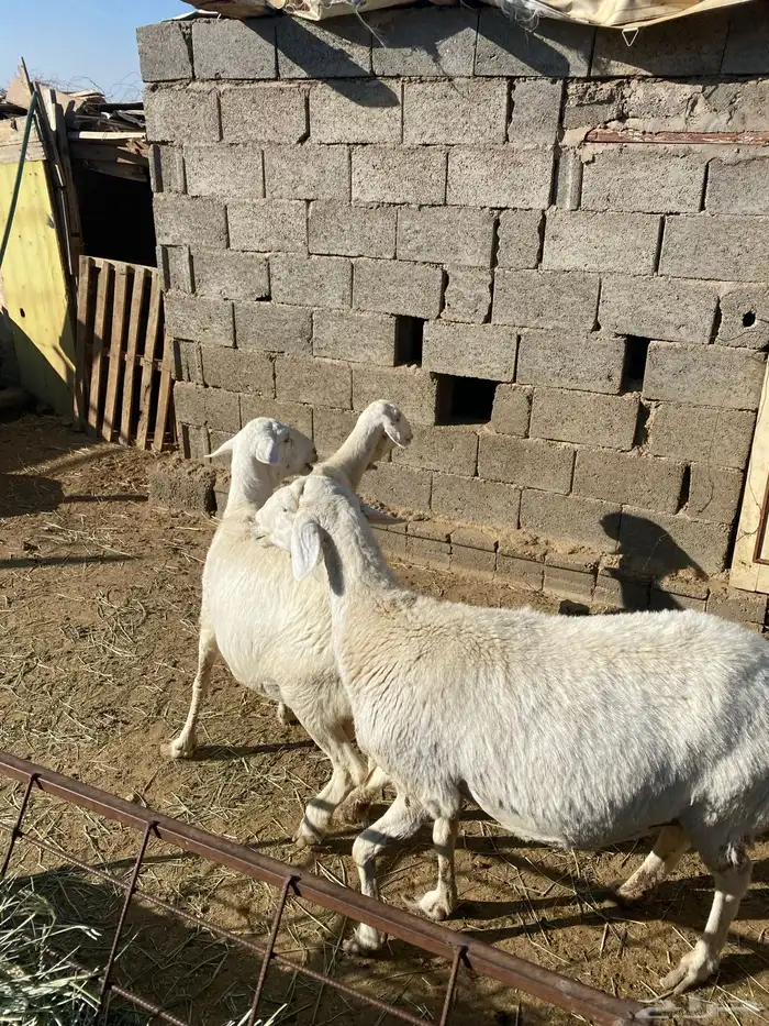 4 عروض حلال مشروطة وطيبة 7