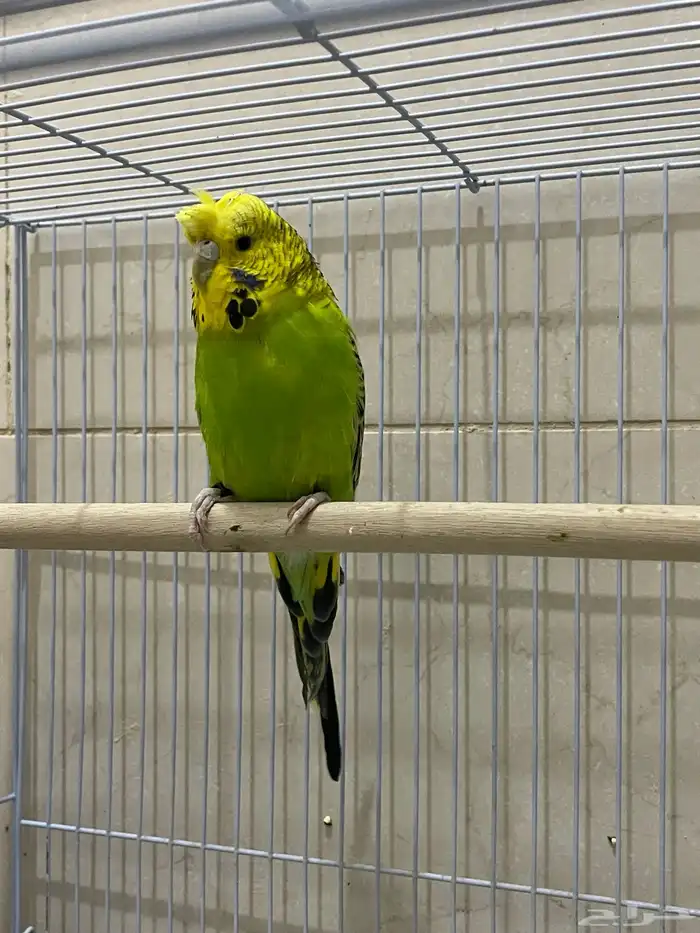 محميه للبيع 5 جواز كلها منتجه. 1