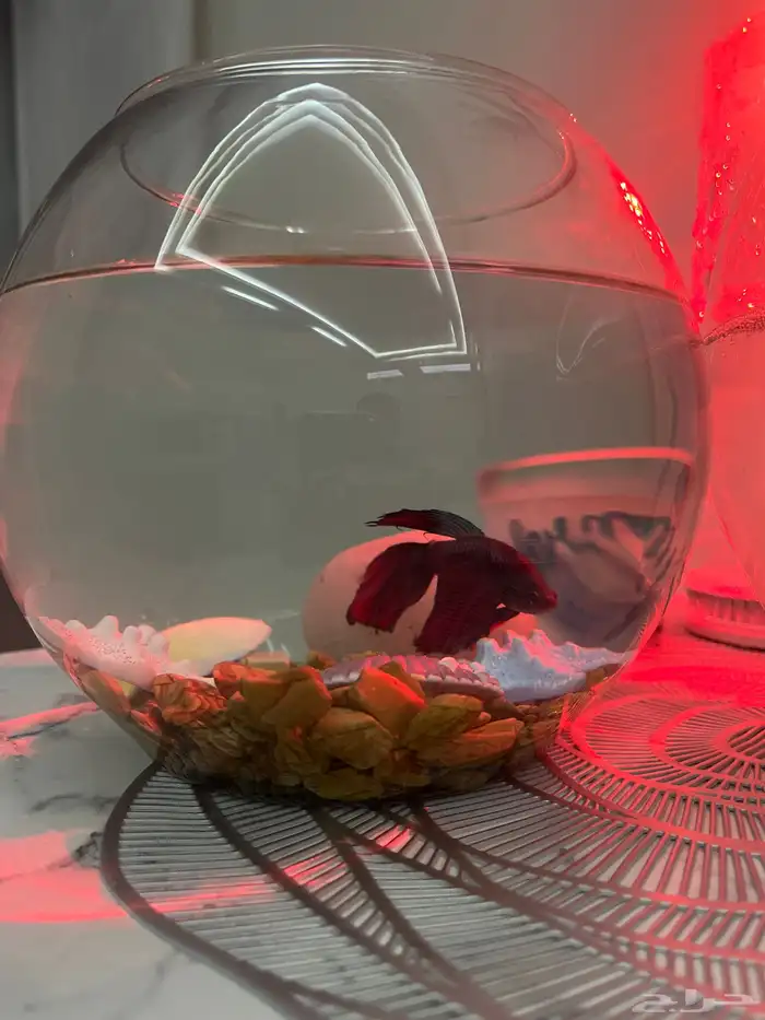 سمكه الفايتر 2