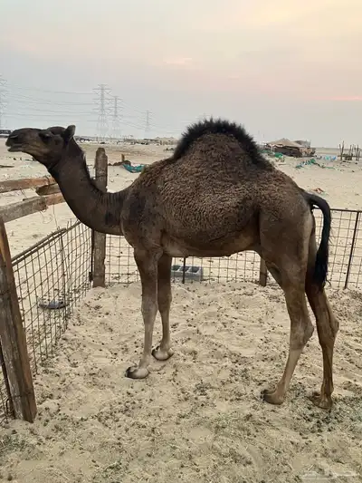 حاشي للبيع 0