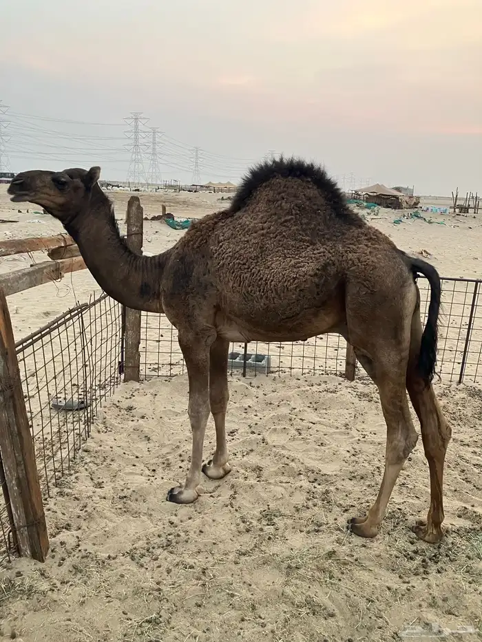 حاشي للبيع 0