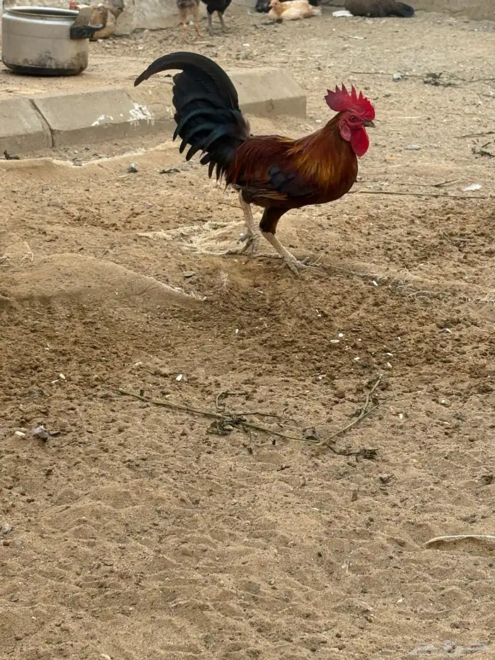 دجاج وديوك 5