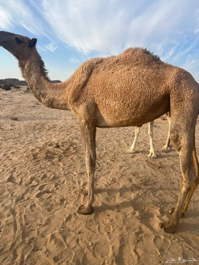 بكره كفؤ تماميه 7