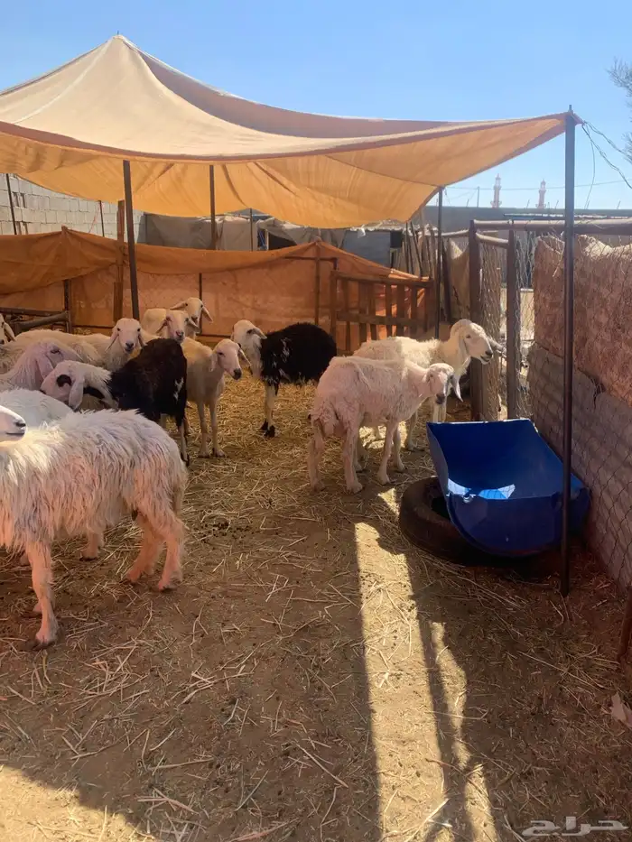 ضان اباكير متابيع 2