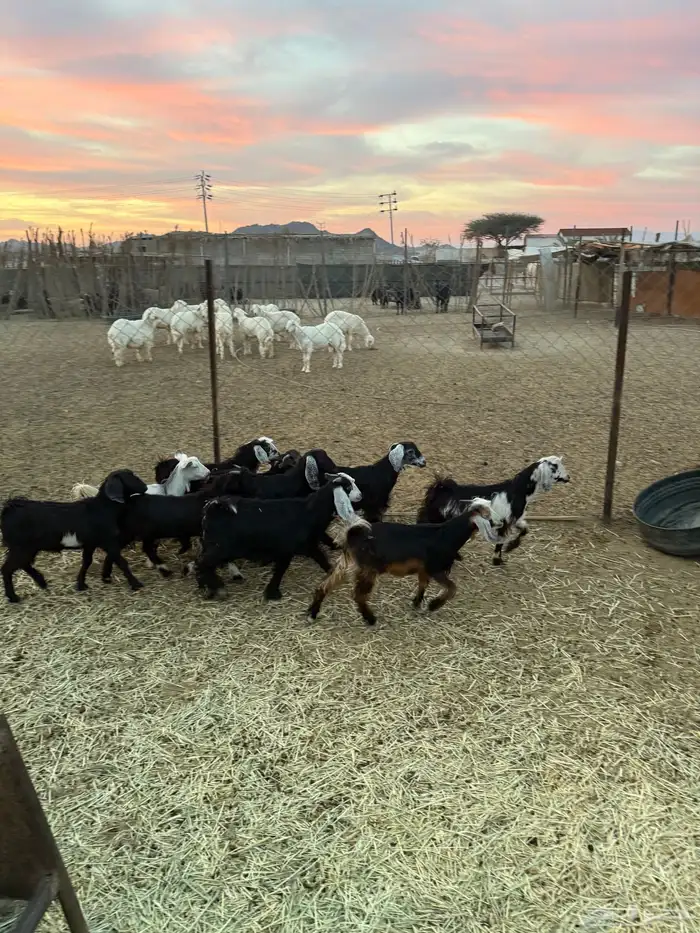 تيوس وجفار 4