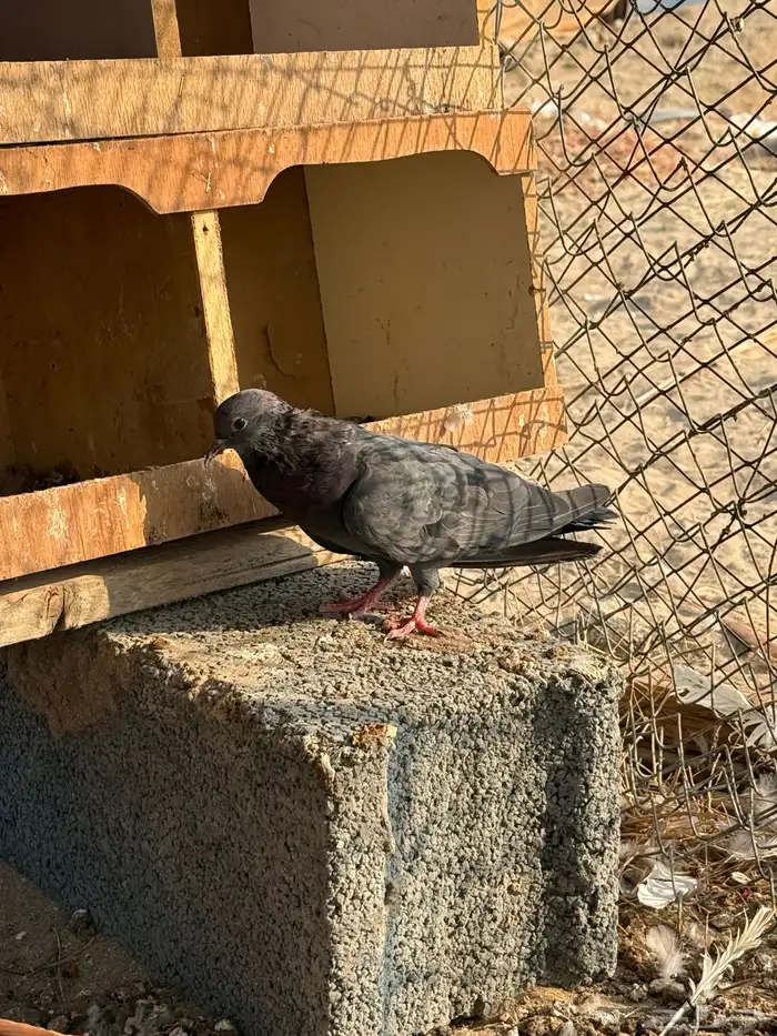 حمام صنعاني 1