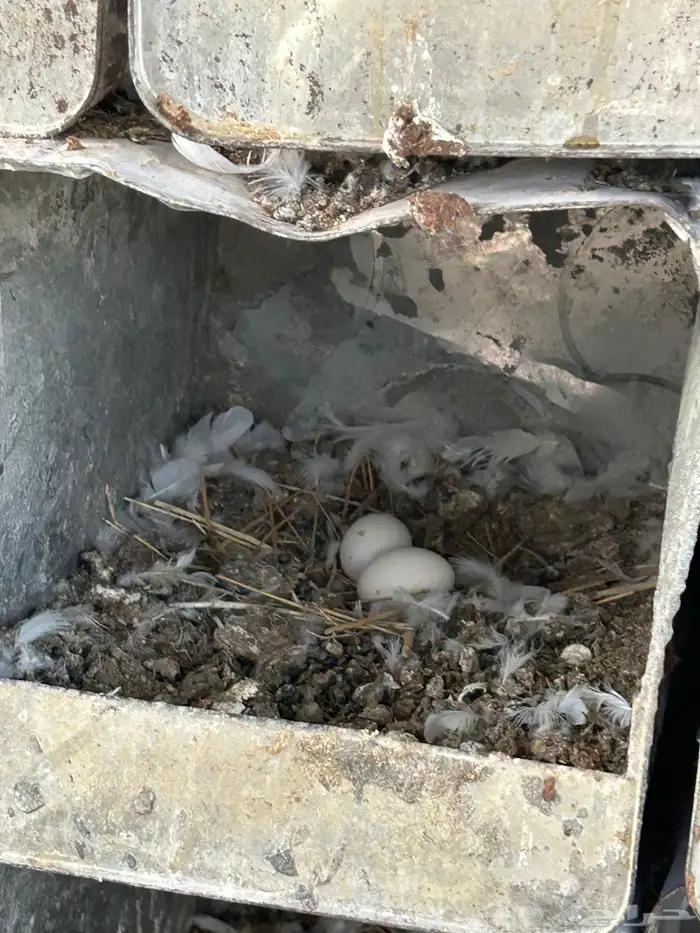 حمام فرنسي سوبر 7