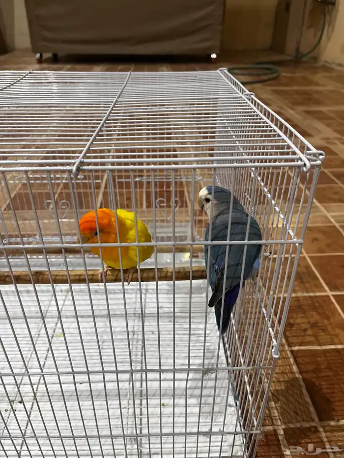 عصفورين روز السعر 500 مع القفص 3